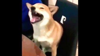 MasterPeet