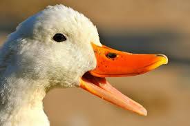 Ducky_TR