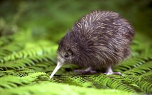 OliKiwi