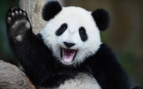 BritishPanda03