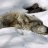WolfDud1